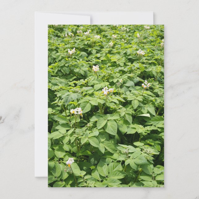 Campo de papa (Anverso)