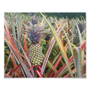 Campo de piña, piña, fotografía