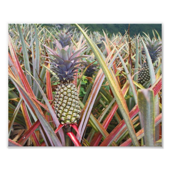 Campo de piña, piña, fotografía (Frente)