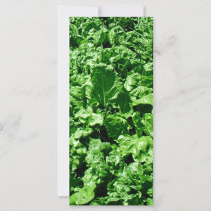 Campo de remolacha azucarera