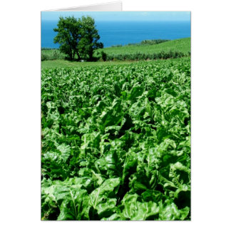 Campo de remolacha azucarera