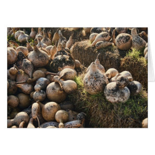 Campo de secado de los pechos de los hogares de av