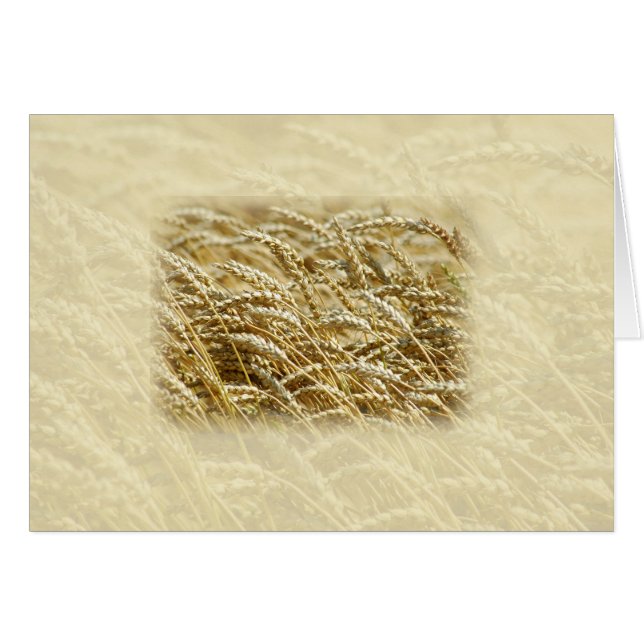 Campo de trigo (Anverso (Horizontal))