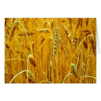 Campo de trigo amarillo