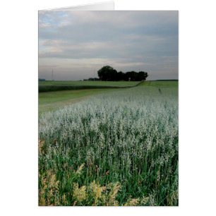 Campo de trigo de granjas del medio oeste