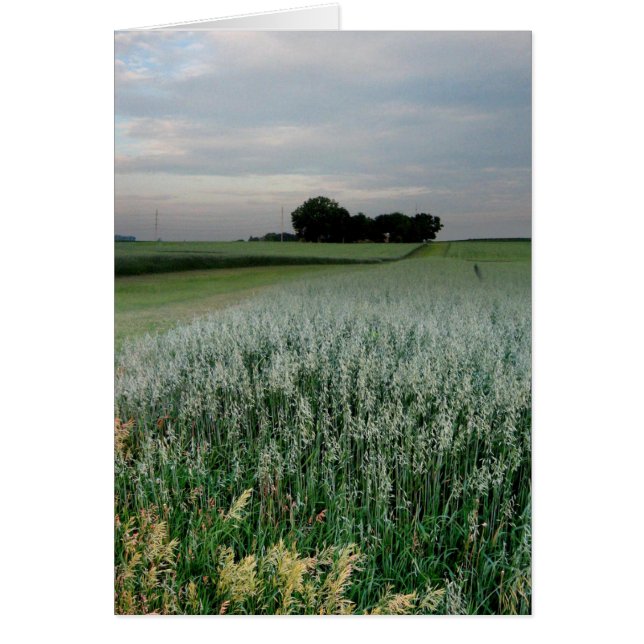 Campo de trigo de granjas del medio oeste (Frente)