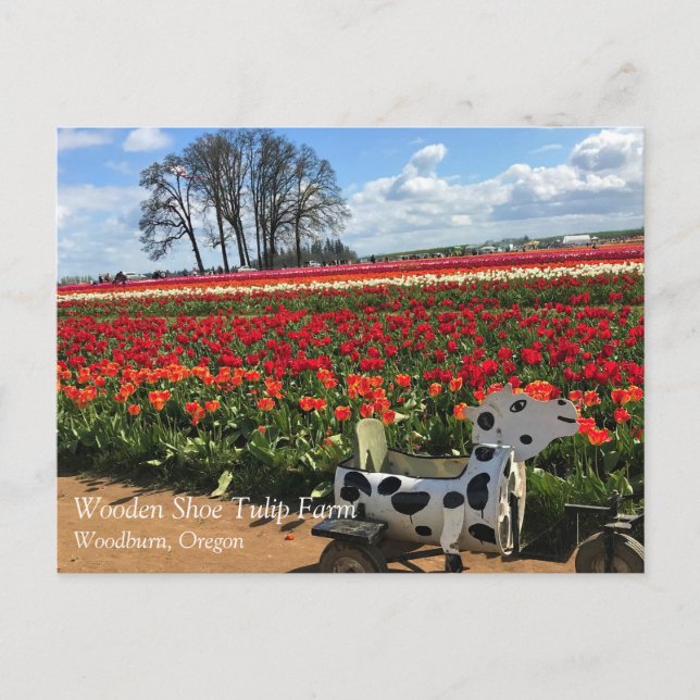 Campo de tulipán con vaca de juguete, postal de Or (Anverso)