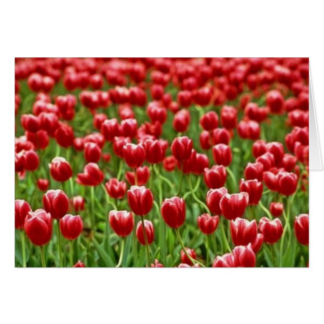 Campo de tulipanes (Anverso (Horizontal))