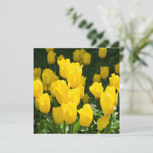 Campo de tulipanes amarillo brillante