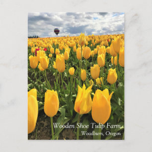 Campo de Tulipanes Amarillos con Tarjeta Postal de
