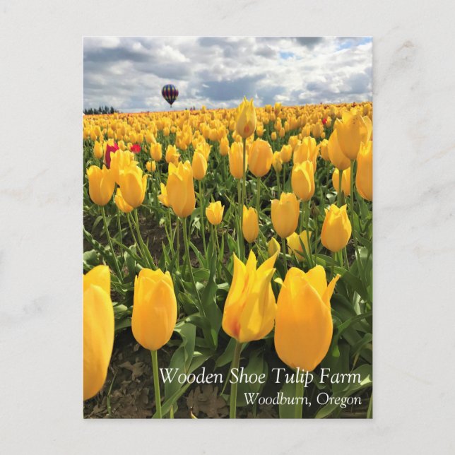 Campo de Tulipanes Amarillos con Tarjeta Postal de (Anverso)