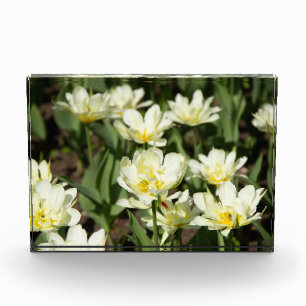 Campo de tulipanes blancos Foto
