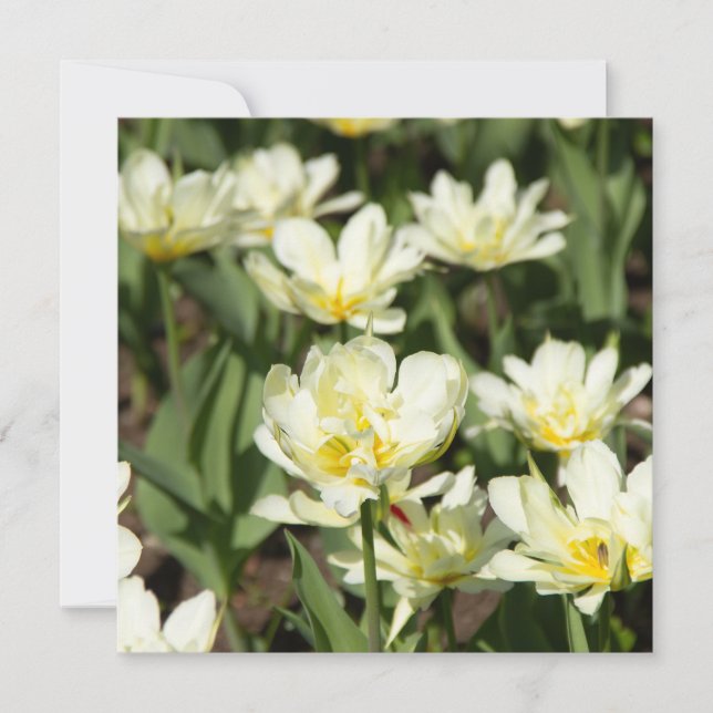 Campo de tulipanes blancos Foto (Anverso)