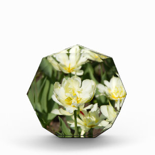 Campo de tulipanes blancos Foto