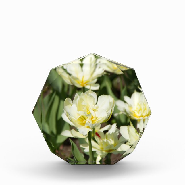 Campo de tulipanes blancos Foto (Anverso)
