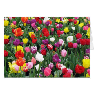 Campo de tulipanes coloridos