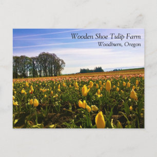 Campo de Tulipanes Hermosos, Postal de Oregon