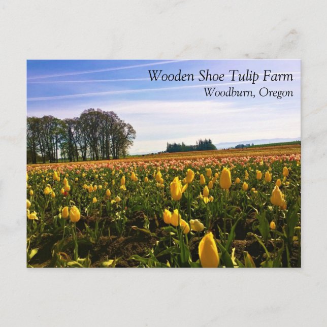 Campo de Tulipanes Hermosos, Postal de Oregon (Anverso)