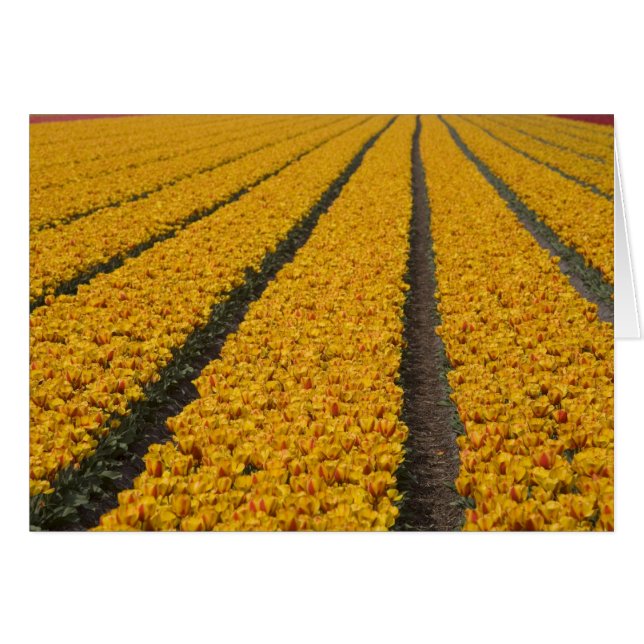 Campo de tulipanes, Países Bajos (Anverso (Horizontal))