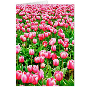 Campo de tulipanes rosados