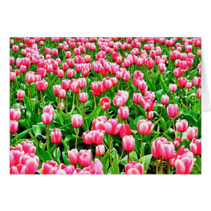 Campo de tulipanes rosados