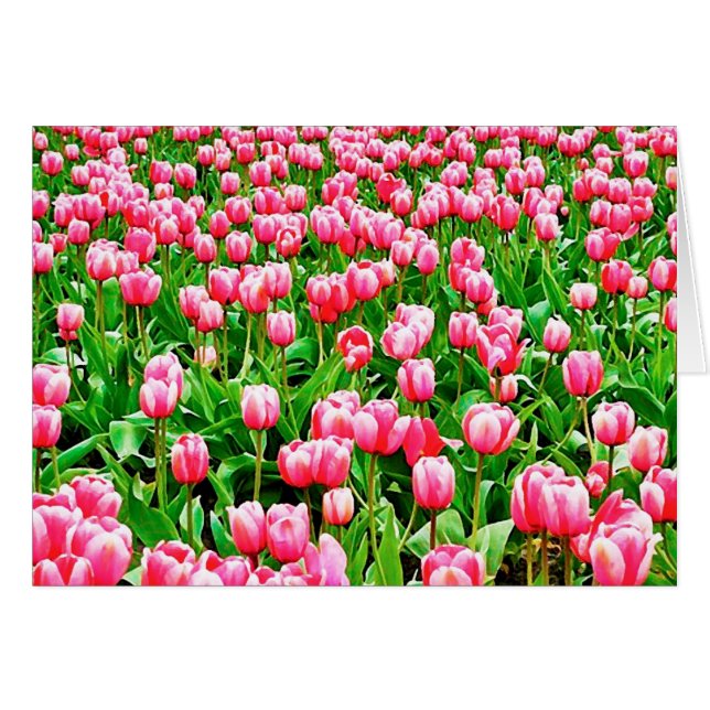 Campo de tulipanes rosados (Anverso (Horizontal))