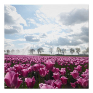 Campo de tulipanes rosados con Poster de cielo azu