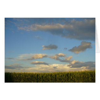 Campo de verano