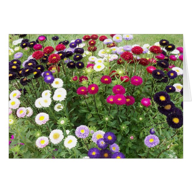 Campo de Zinnia (Anverso (Horizontal))