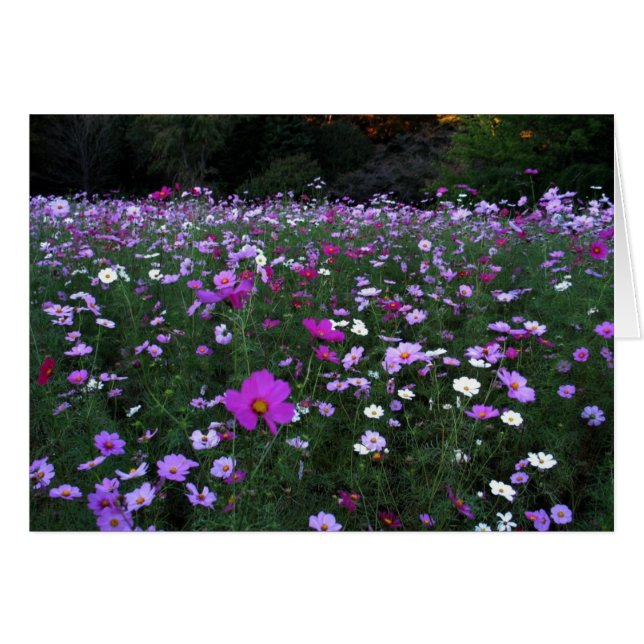 Campo del En blanco-Cosmos (Anverso (Horizontal))