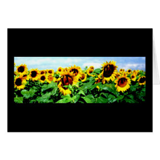 Campo del girasol