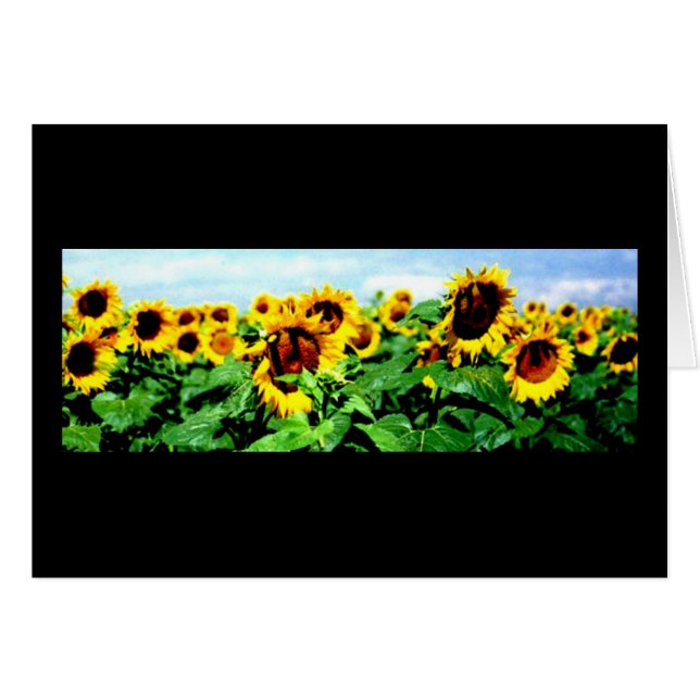 Campo del girasol (Anverso (Horizontal))