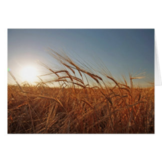 Campo del grano