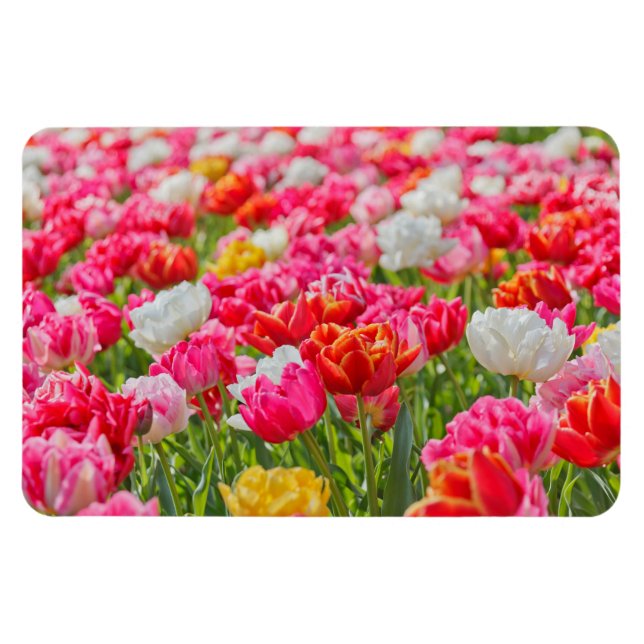 Campo del imán Tulips (Horizontal)