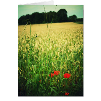 Campo del trigo - Alemania