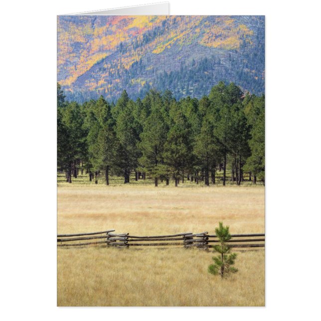 Campo Flagstaff colorido (Frente)