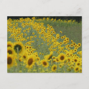 Campo girasol en filas tarjeta postal DIY