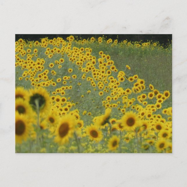 Campo girasol en filas tarjeta postal DIY (Anverso)