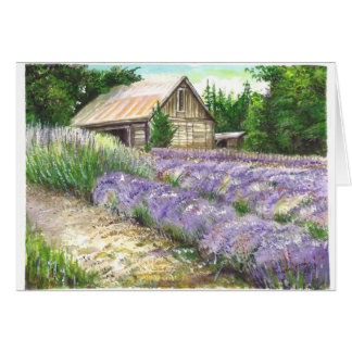 Campo Lavendor