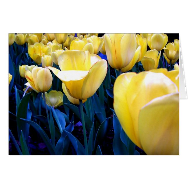 campo tulip amarillo (Anverso (Horizontal))