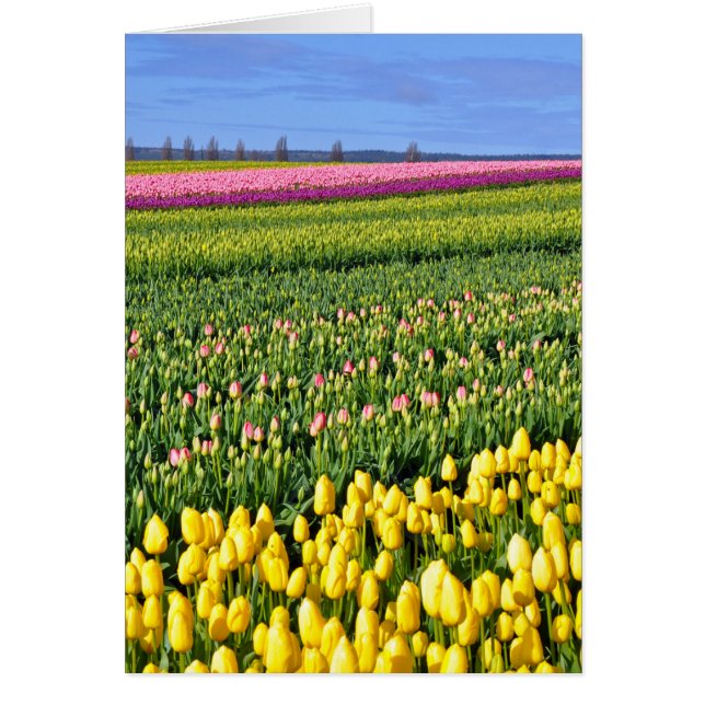 Campo tulipano de primavera (Frente)