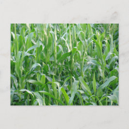 Campo verde - postal