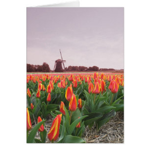 Campo y molino de viento de flor del tulipán