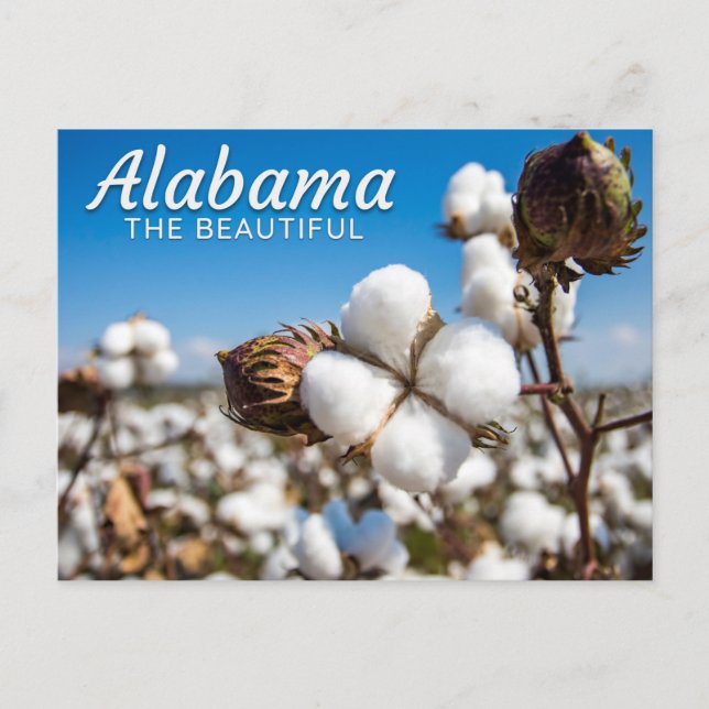 Campos de algodón de la postal de Alabama (Anverso)