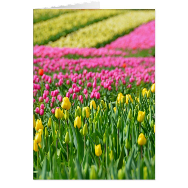 Campos de colores (Frente)