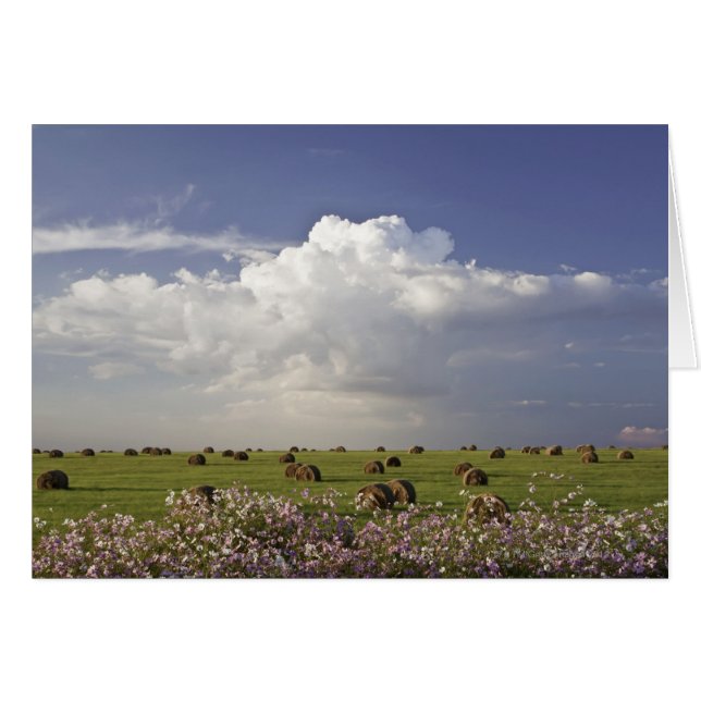 Campos de cosecha con flores de cosmos en (Anverso (Horizontal))