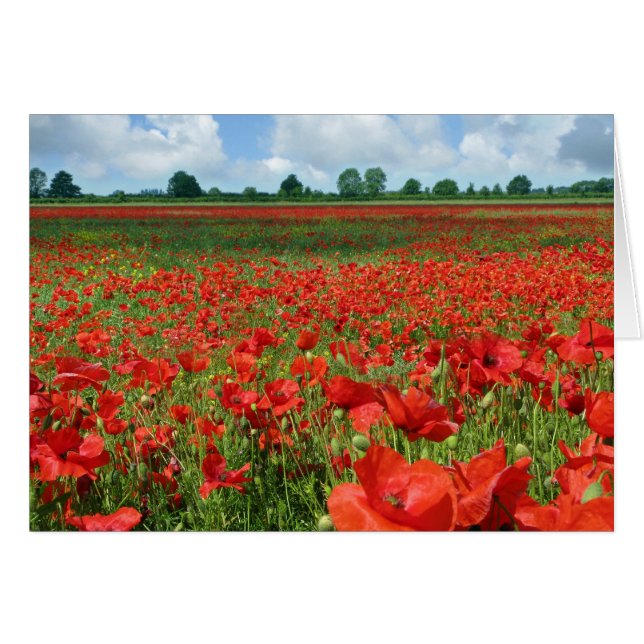 Campos de disquete (Anverso (Horizontal))
