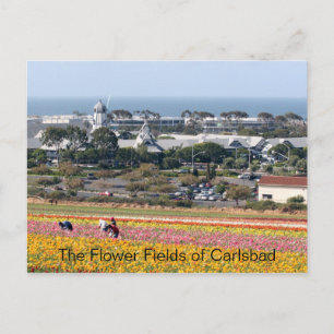 Campos de flores de la postal Carlsbad