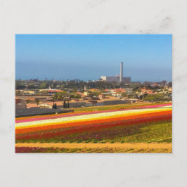 Campos de flores postales Carlsbad, CA