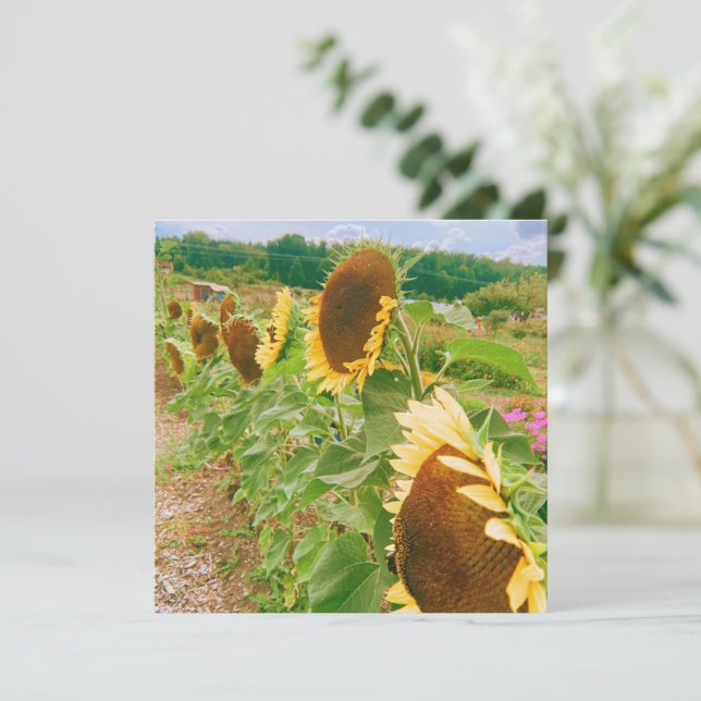 Campos de girasol (Anverso de pie)